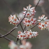 早春の忘れ物-赤花のミツマタ