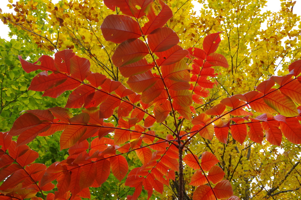 紅葉の三原色-1