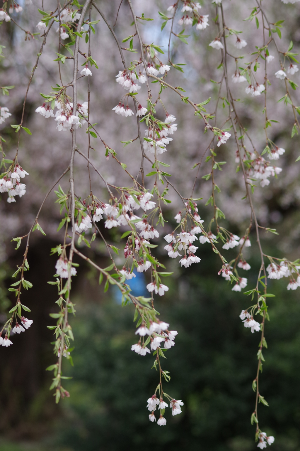 枝垂れ桜