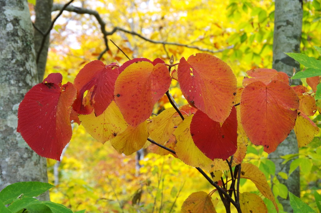 紅葉の三原色-2