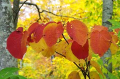 紅葉の三原色-2
