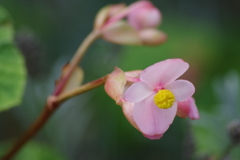 花散歩-秋海棠