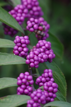 花散歩‐小紫