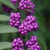 花散歩‐小紫