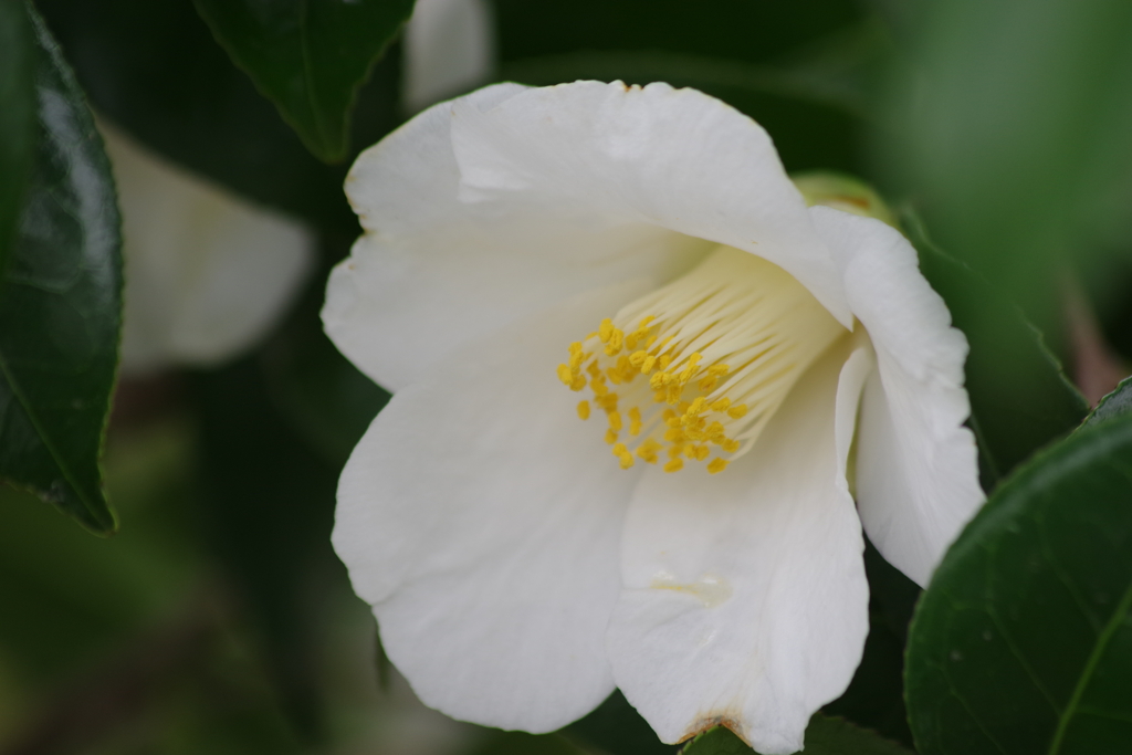 花散歩‐真っ白な椿