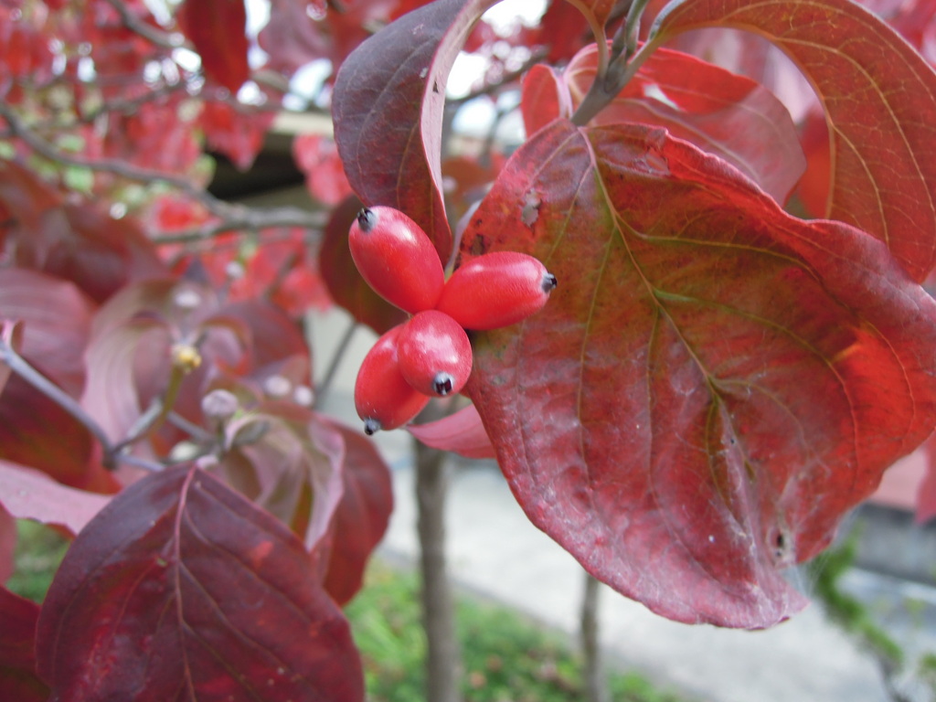 秋から冬の赤い実-花水木