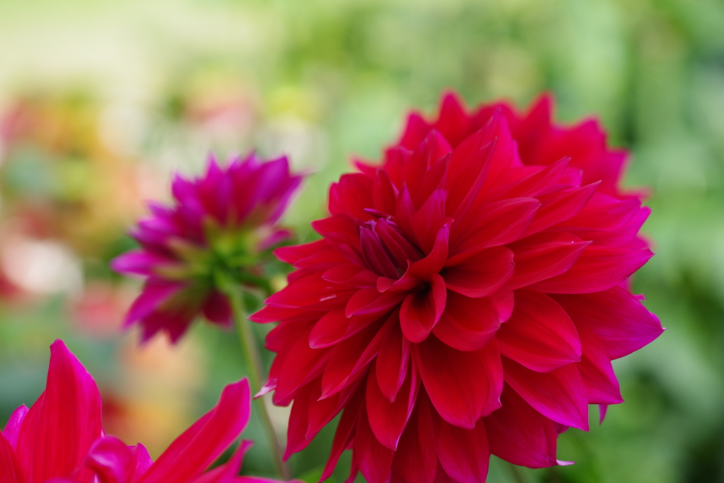 山形のダリア-悲恋