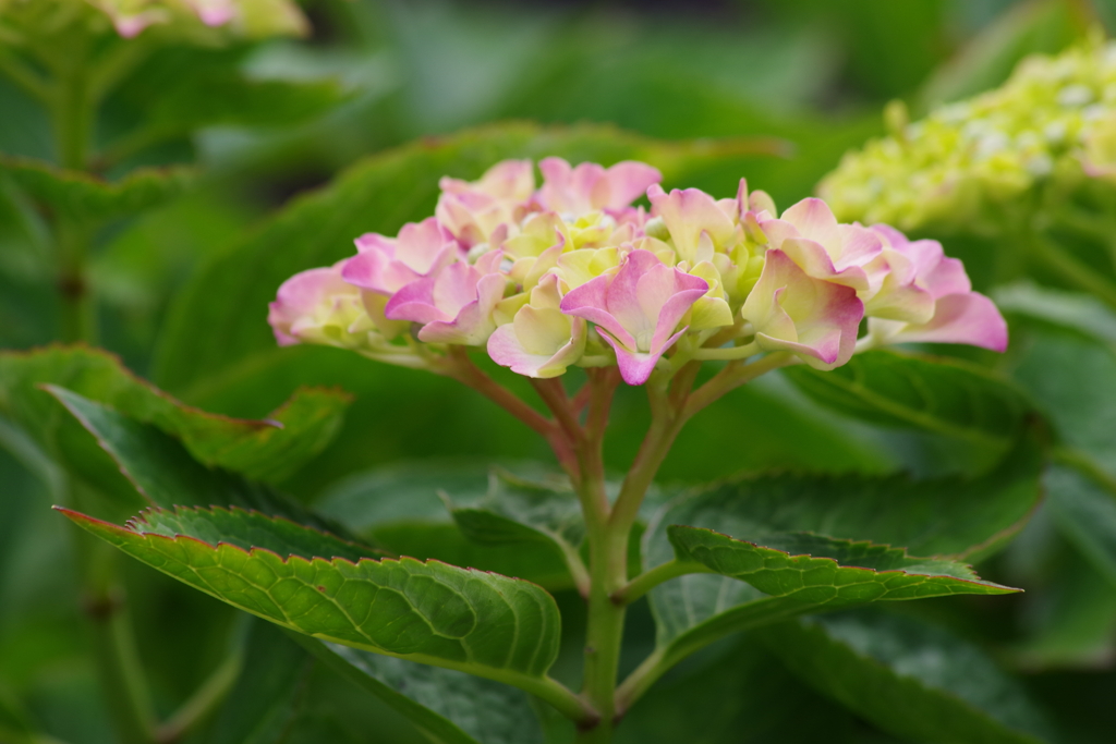 花散歩‐紫陽花6