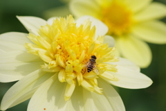 山形のダリア-黄色のダリアとハナアブ