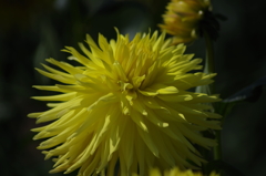 ジュエルエイリン