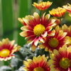 花散歩‐小菊