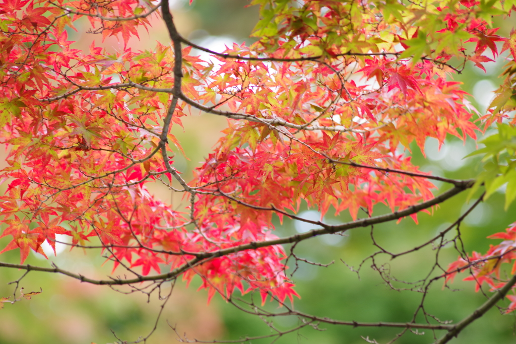 もみじ公園は染め三分-4