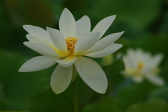 白蓮