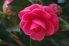 春を待つ心‐椿9