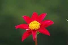 秋田のダリア‐2017新作3