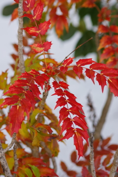 冬の彩り-ヒイラギナンテンの紅葉