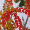 冬の彩り-ヒイラギナンテンの紅葉
