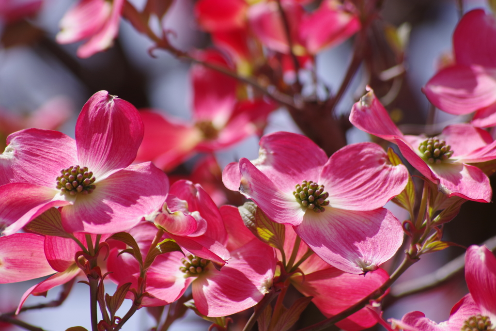 花散歩-花水木・光を受けて