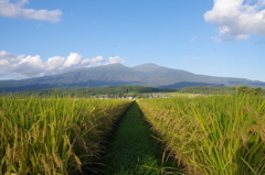 秋の実り-鳥海山