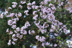 花散歩-ピンクの山桜