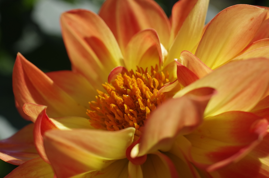 秋田のダリア‐蕊の魅惑5