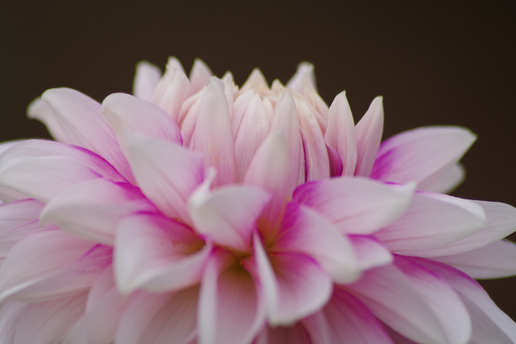 秋田のダリア-2017新作37