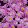 花散歩‐小菊5