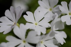 花散歩‐日本桜草