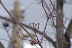 冬のかたち-花水木