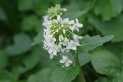 花散歩₋畑ワサビ