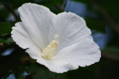 花散歩-真っ白な木槿