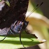 ルリタテハ三頭目羽化-3