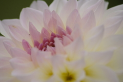 秋田のダリア‐2017新作40