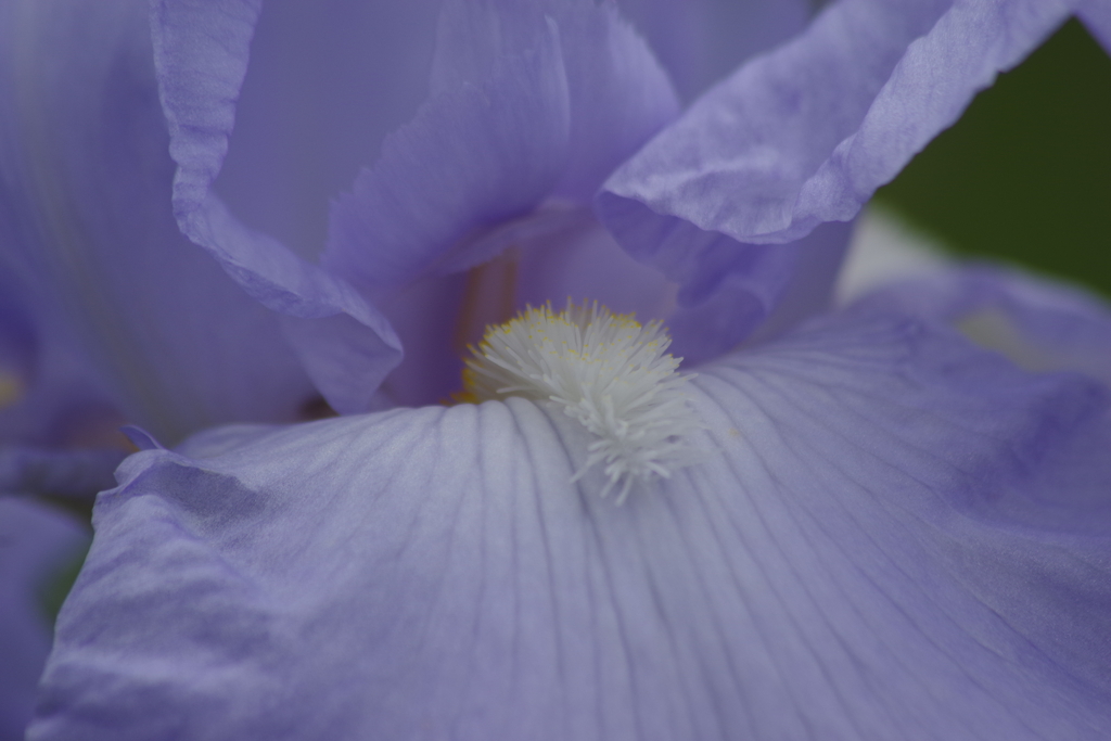 花散歩-ジャーマンアイリスの白いブラシ