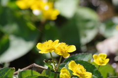 西蔵王高原で花散歩-リュゥキンカ