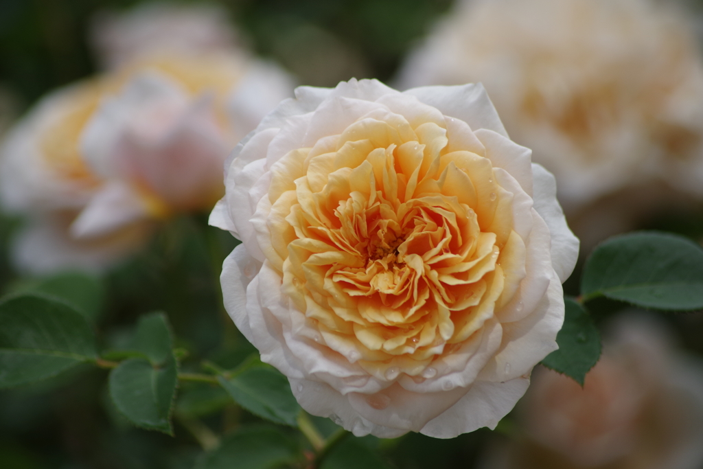 六月の薔薇-イングリツシュ・ガーデン