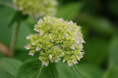 花散歩-少し色づき始めた紫陽花