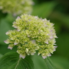 花散歩-少し色づき始めた紫陽花