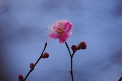 春が来たかも-紅梅開花1