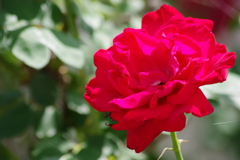 花散歩-真紅のバラ