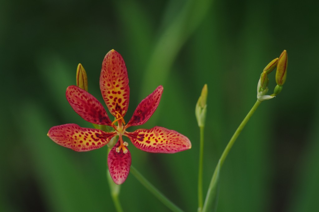 夏の忘れ物ー檜扇