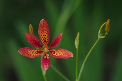 夏の忘れ物ー檜扇