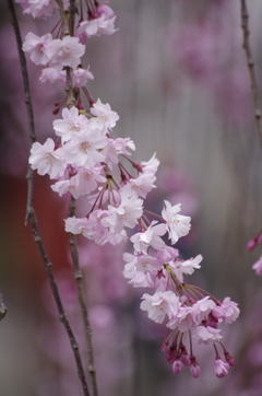 光禅寺の桜-4