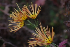 花散歩‐小菊3