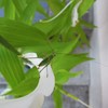 カサブランカの上に