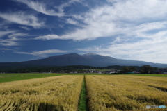 秋雲と黄金色の輝き