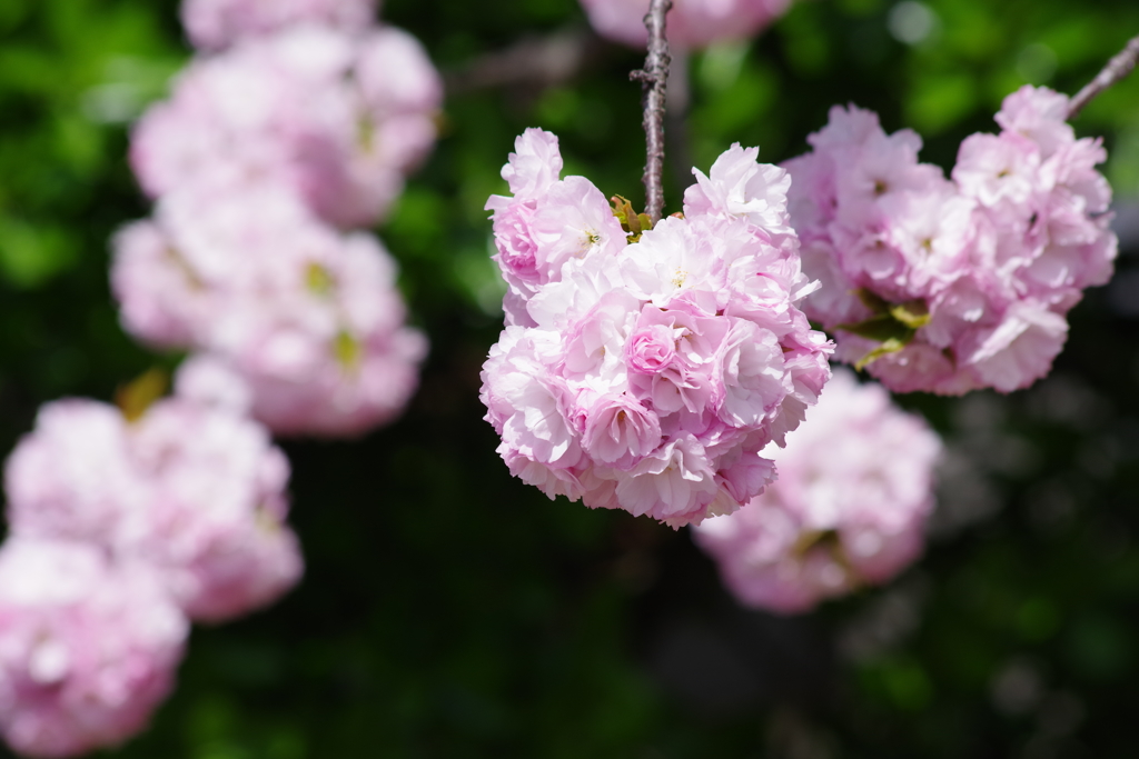 子安観音堂の手毬桜-6