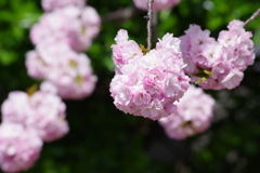 子安観音堂の手毬桜-6