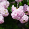 子安観音堂の手毬桜-6