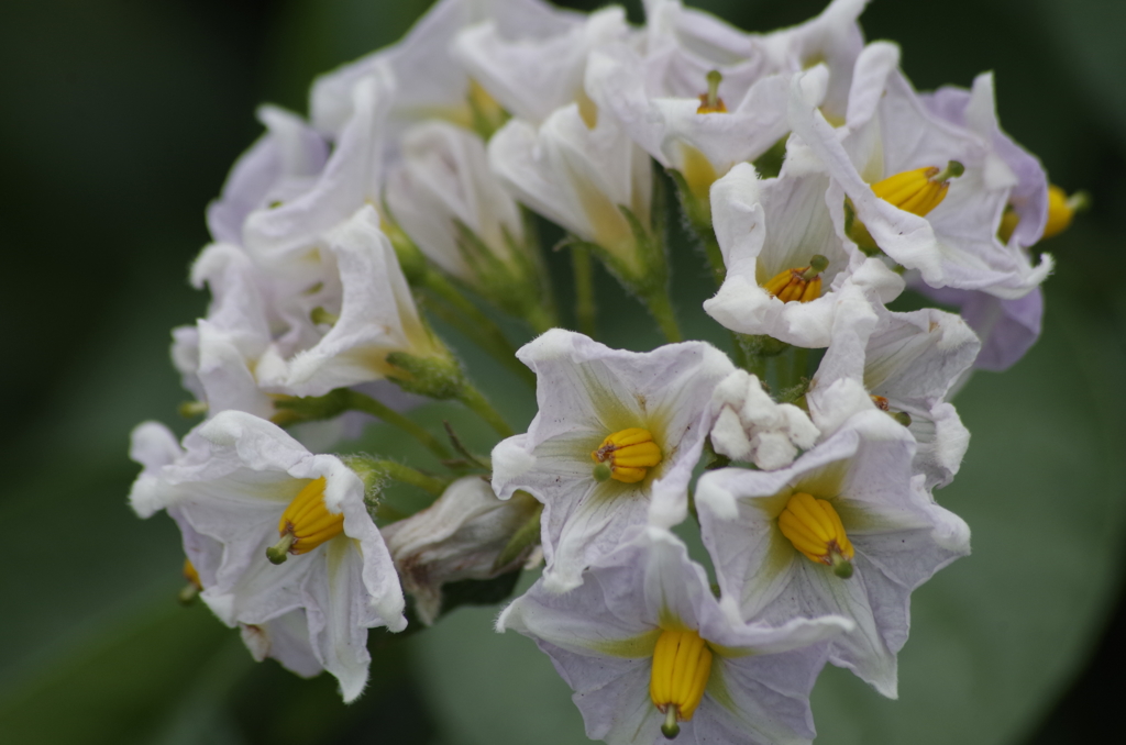 2018.6.14の花散歩‐馬鈴薯